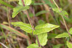 Rough boneset